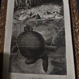 Animal engraving XIXth framed