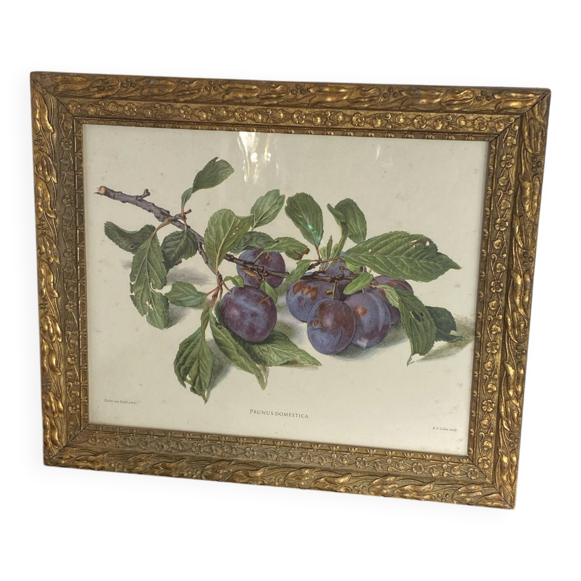 Botanical poster, Prunus Domestica, framed in glass wood.