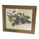 Botanical poster, Prunus Domestica, framed in glass wood.