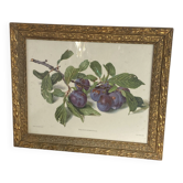 Botanical poster, Prunus Domestica, framed in glass wood.