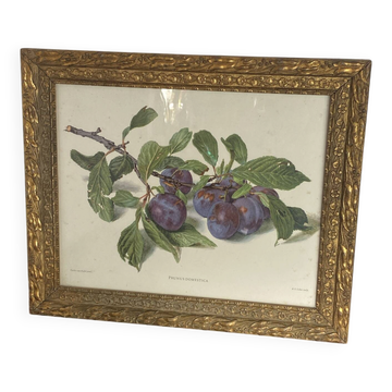 Botanical poster, Prunus Domestica, framed in glass wood.