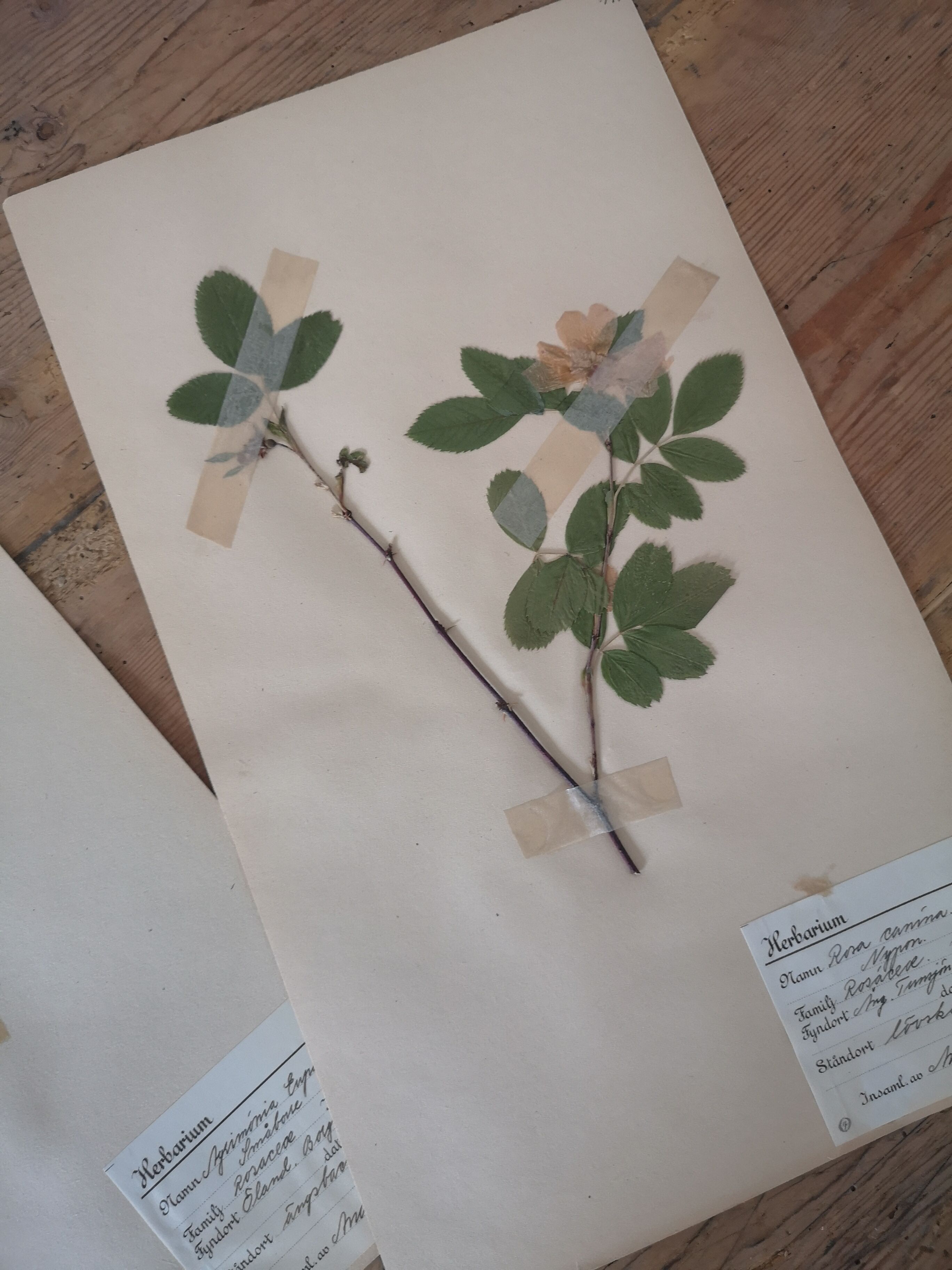 Anders's herbarium - ancient Swedish herbarium boards