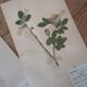 Anders's herbarium - ancient Swedish herbarium boards