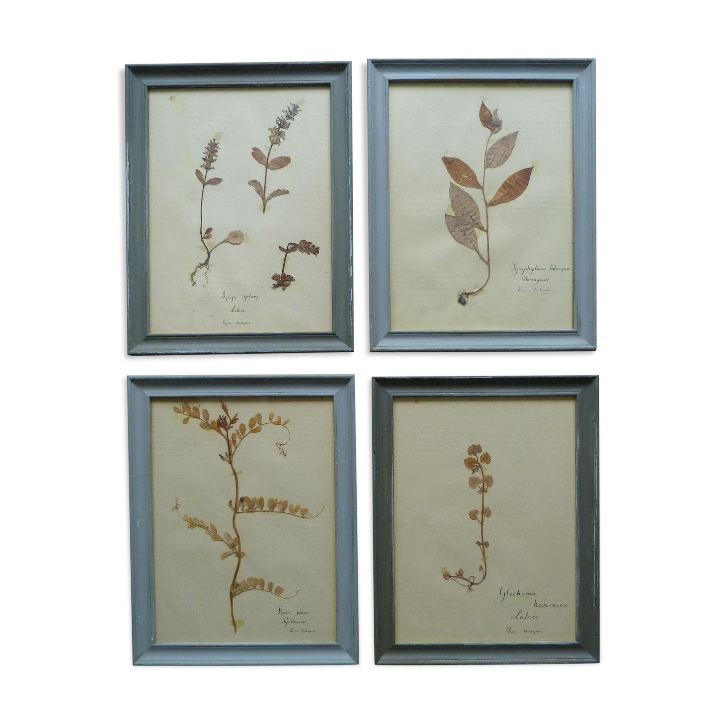 4 herbiers anciens encadrés