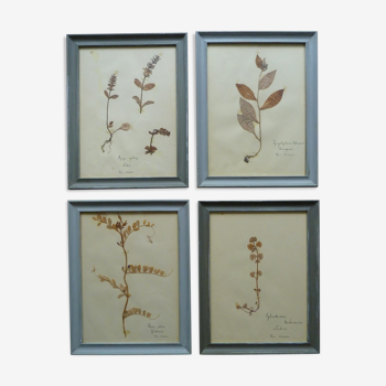 4 old herbariums framed