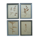 4 herbiers anciens encadrés