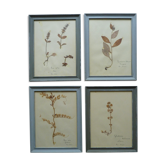 4 old herbariums framed