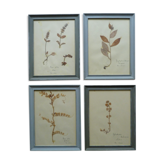4 old herbariums framed