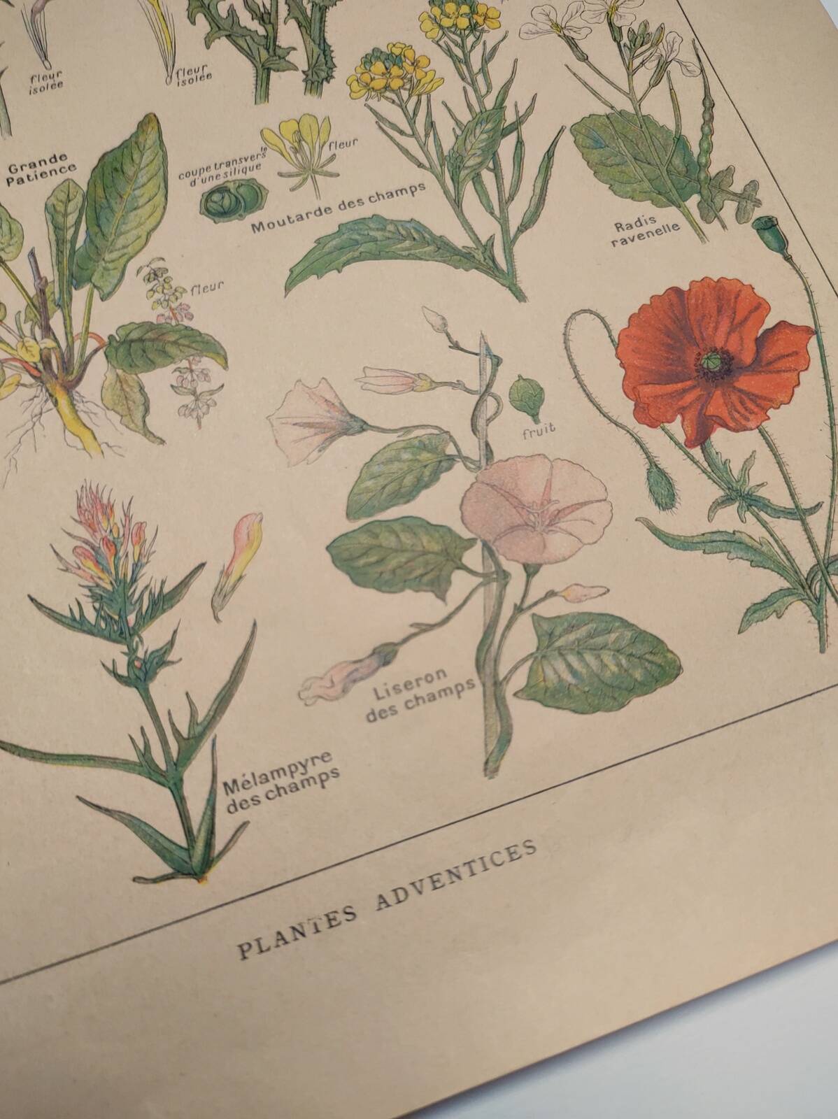 Original engraving from 1922 - "weeds" - Old botanical plate of weeds