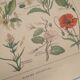 Original engraving from 1922 - "weeds" - Old botanical plate of weeds