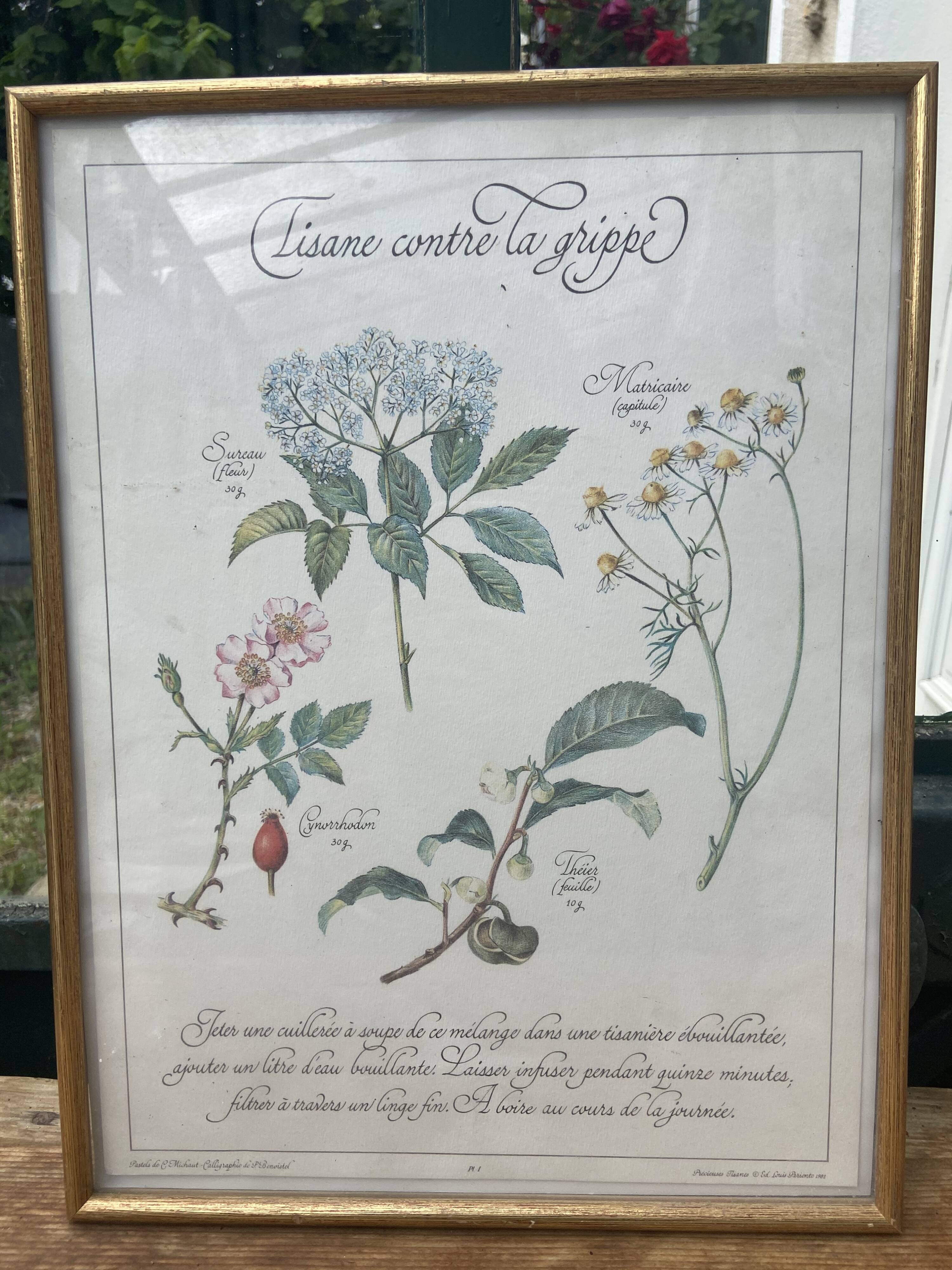 Tisane botanical plank against the flu