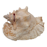 Shellfish