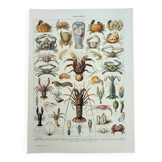 Gravure ancienne 1928, Crustacés, crabe, faune marine, marin • Lithographie, Planche originale