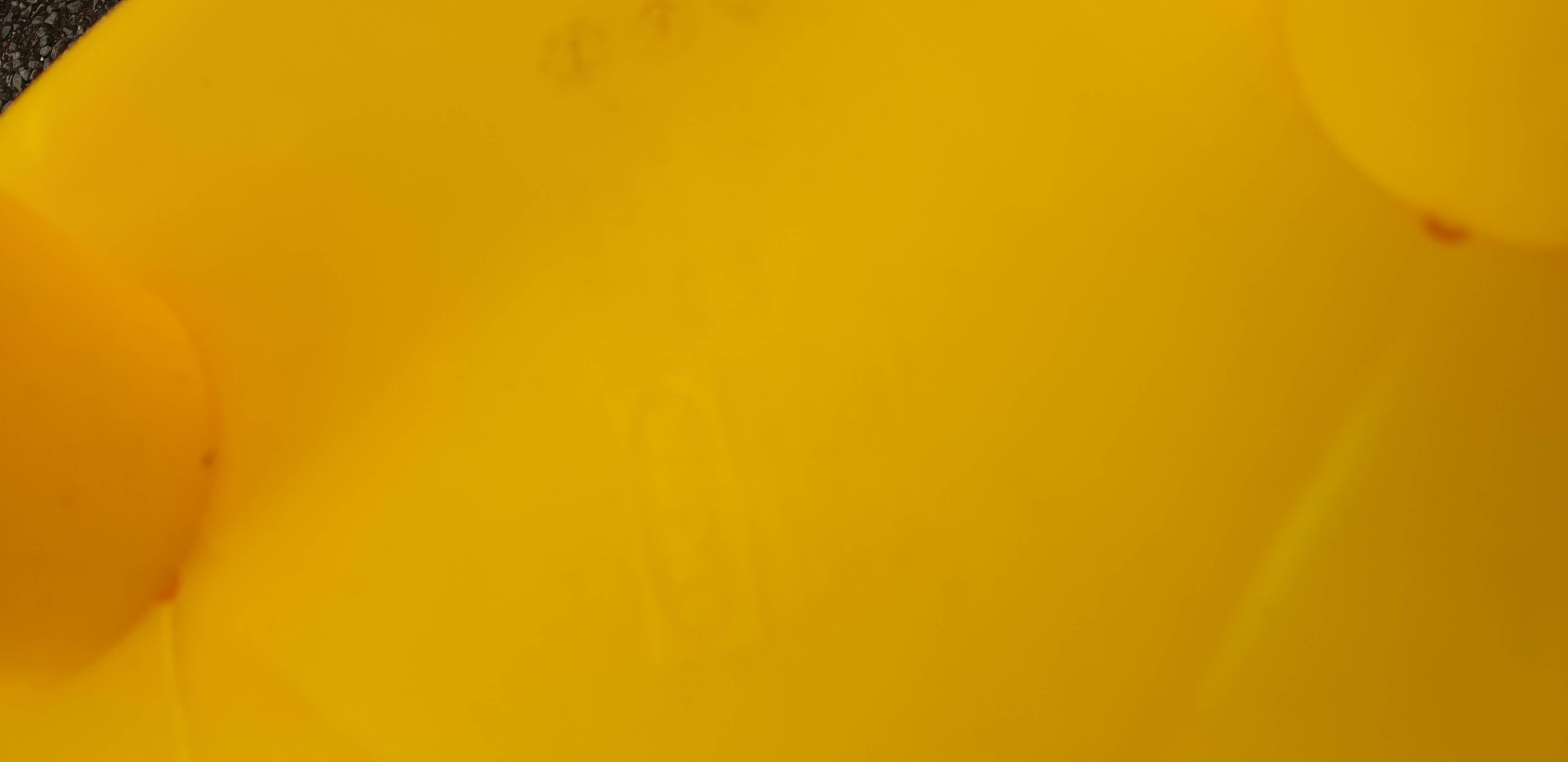 4 low canary yellow stools