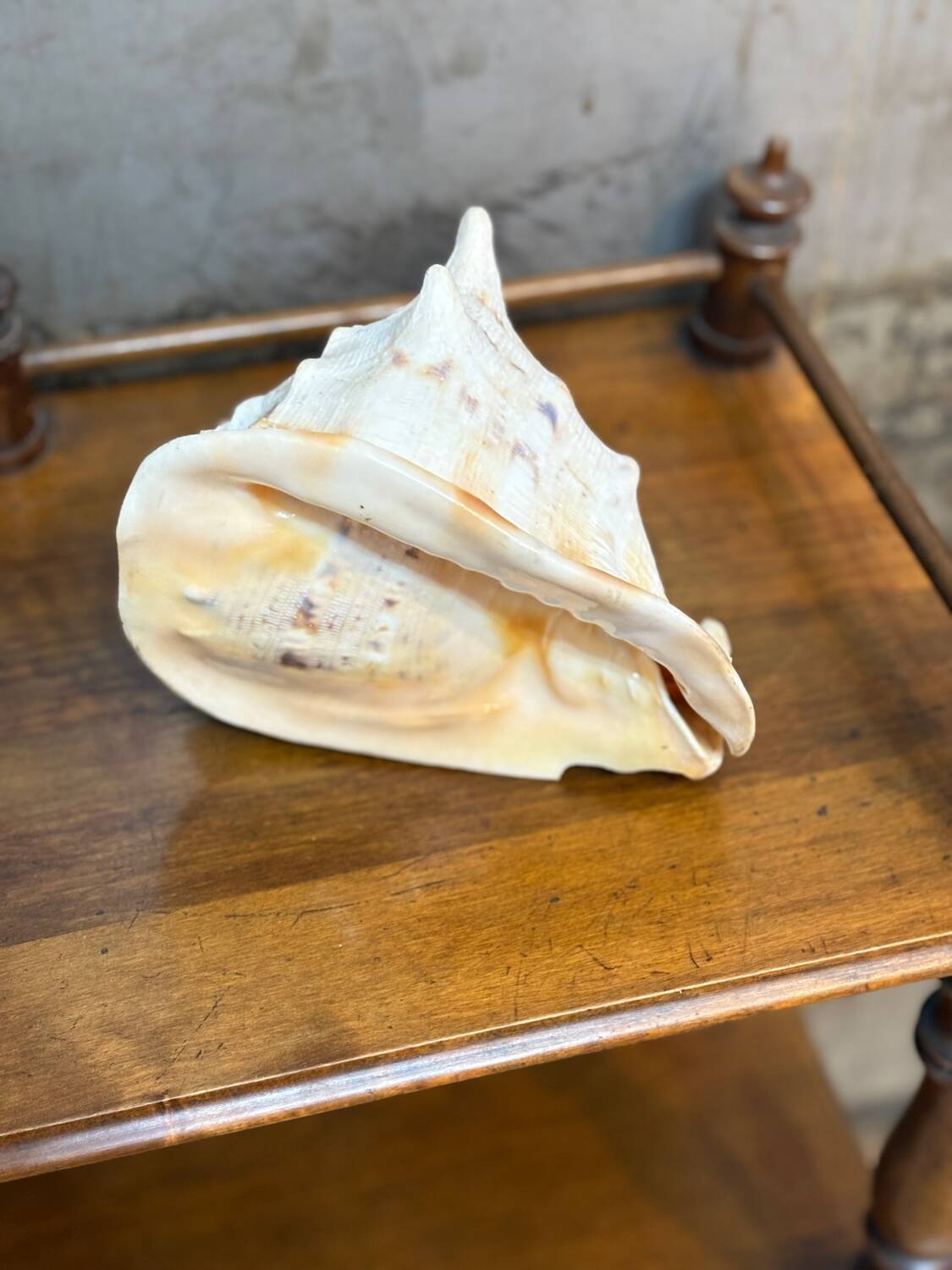 Ancient blackcurrant shell