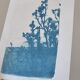 Cyanotype botanique photographique