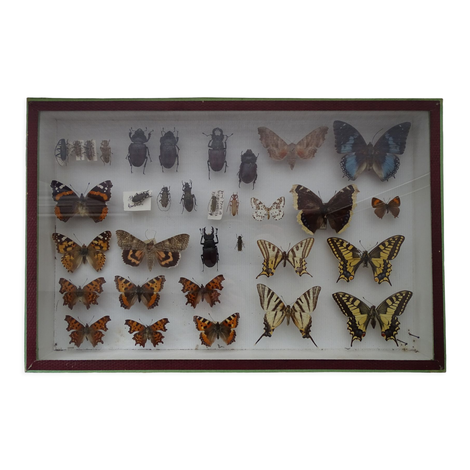 Ancient butterflies and stuffed insects under frame 1930s
