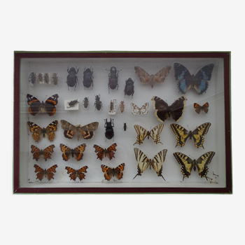 Ancient butterflies and stuffed insects under frame 1930s