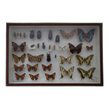 Ancient butterflies and stuffed insects under frame 1930s