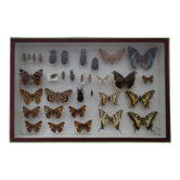 Ancient butterflies and stuffed insects under frame 1930s