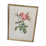 Litho Rose one hundred leafy leaves