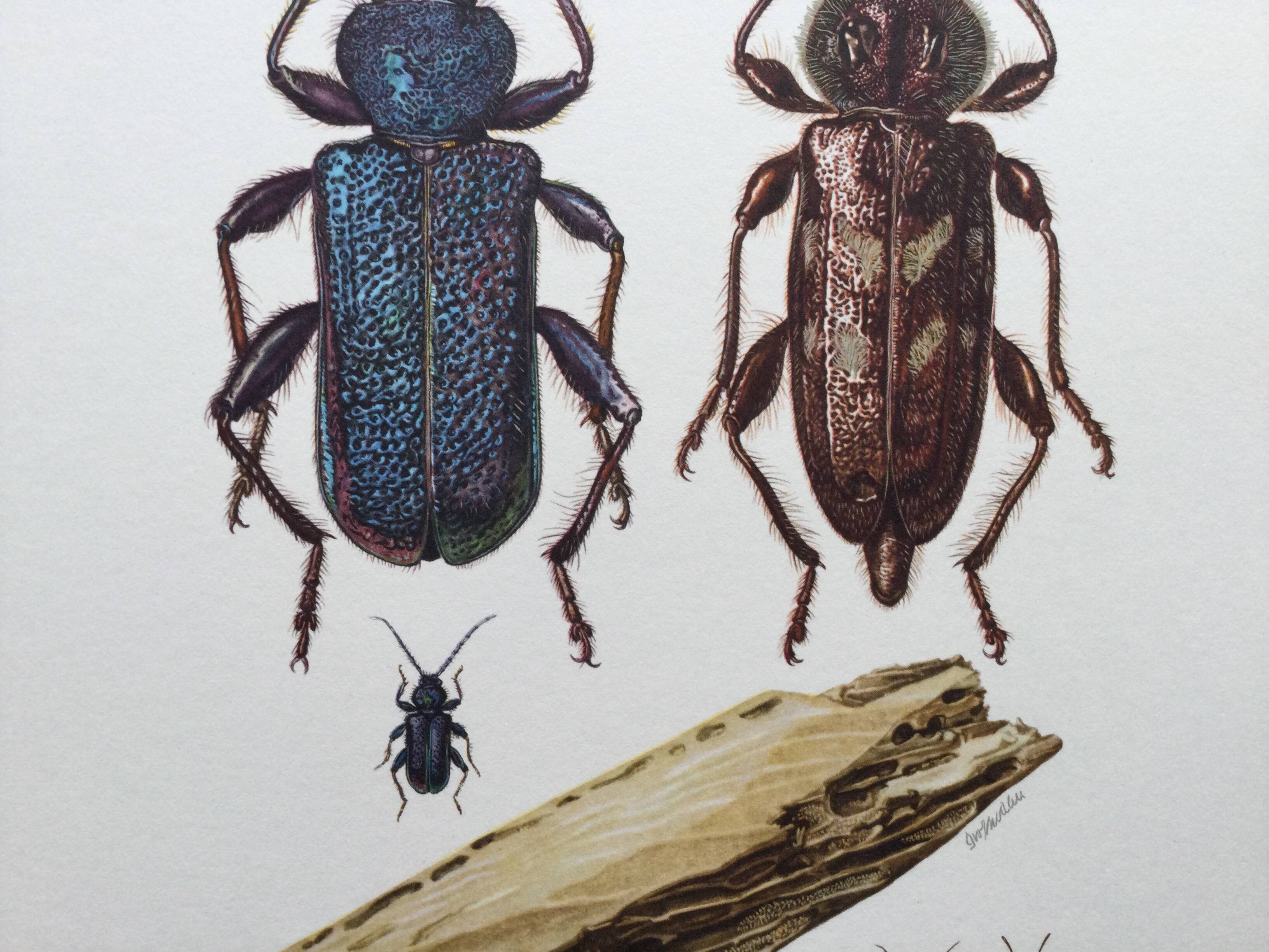 Old illustration "insects", 1960s.