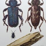Illustration ancienne "insectes", années 60.
