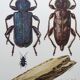 Illustration ancienne "insectes", années 60.
