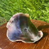 Large seashell: Placuna