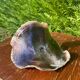Large seashell: Placuna