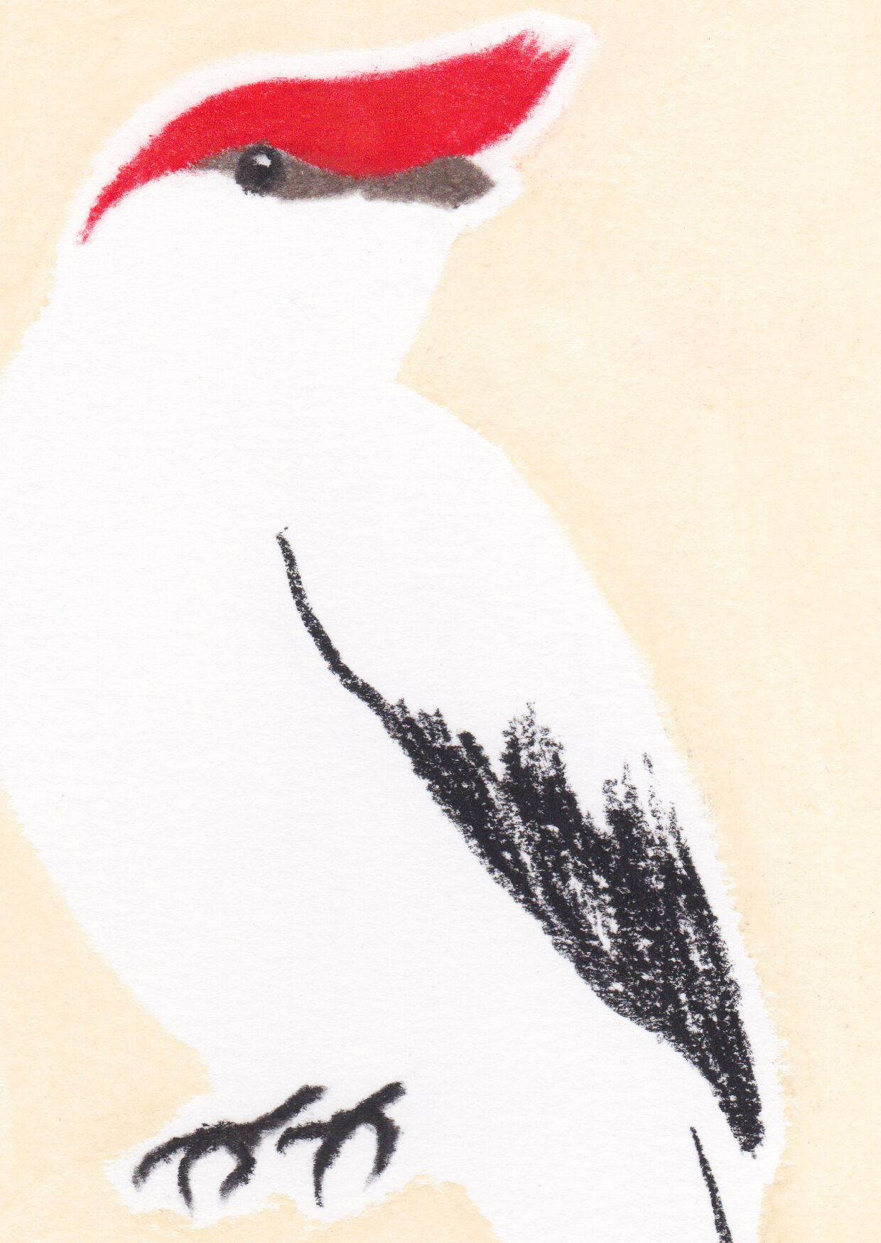 Bird "manakin" - original drawing