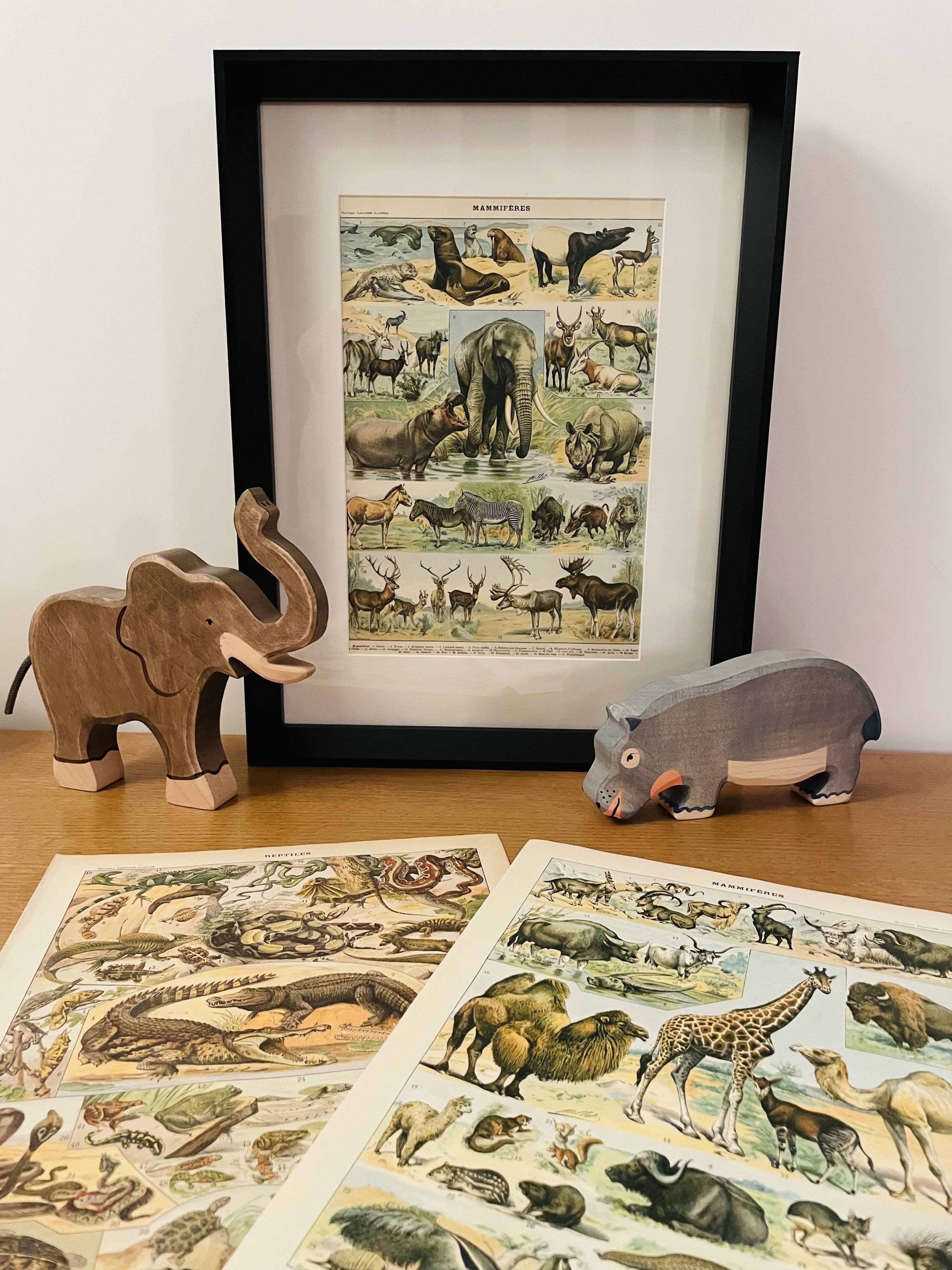 Illustrated plate on arboreal mammals (cats, monkeys, lemurs) – 1950