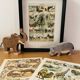 Illustrated plate on arboreal mammals (cats, monkeys, lemurs) – 1950