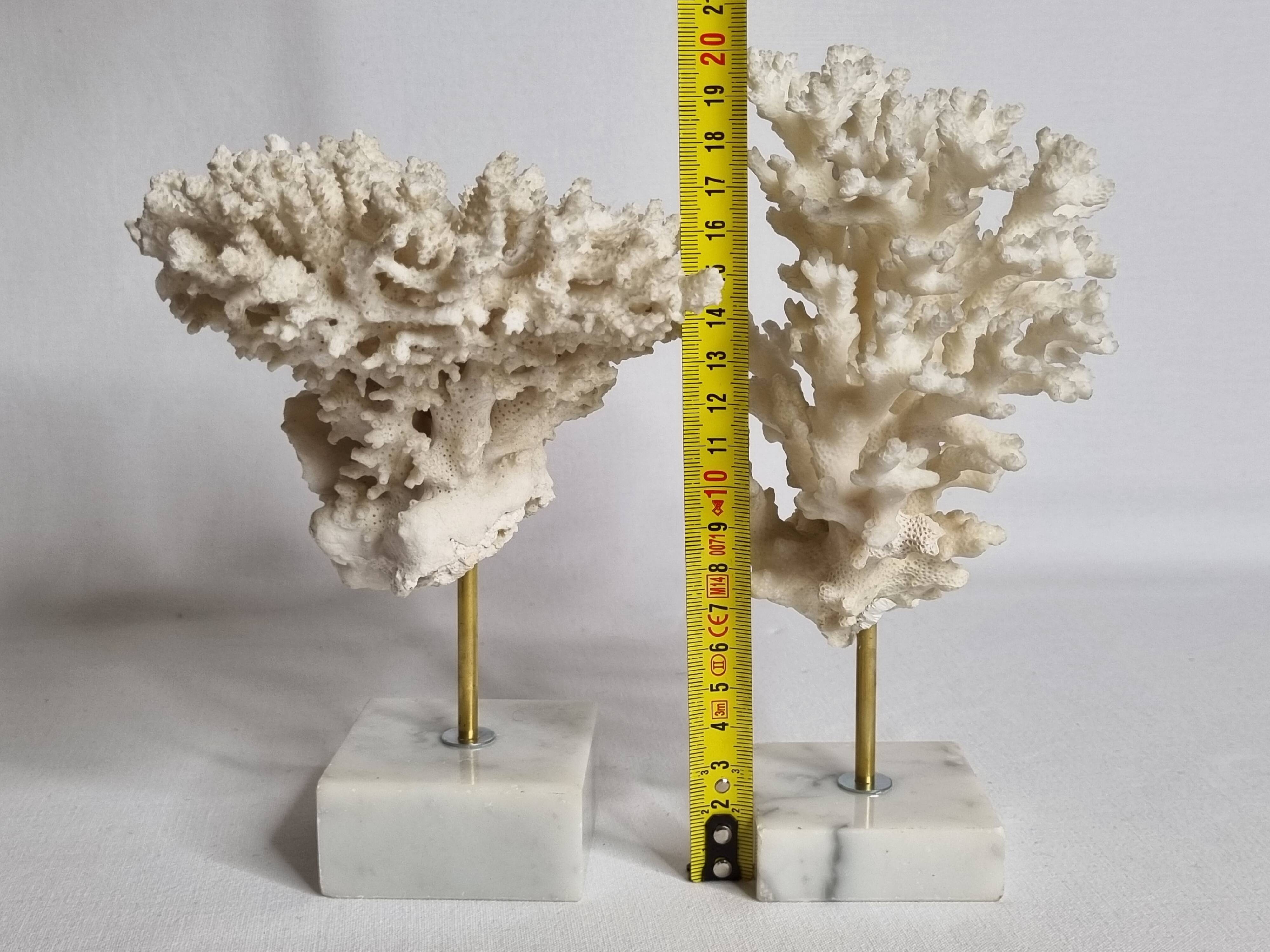 Set of four old white corals on marble base, 20 cm