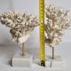 Set of four old white corals on marble base, 20 cm