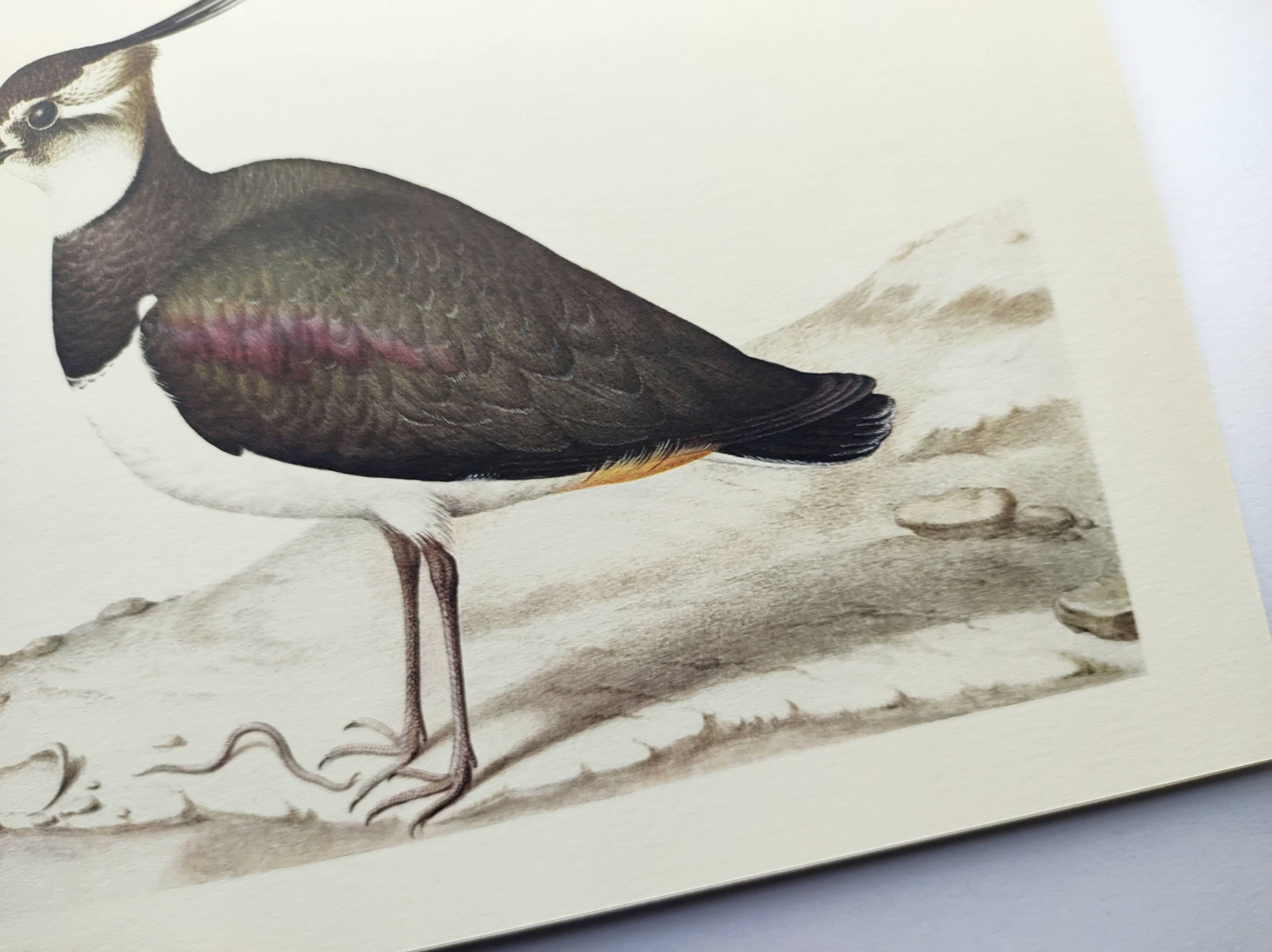 Antique bird plate - Northern Lapwing - Vintage nature illustration