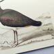 Planche oiseau ancienne -Vanneau huppé- Illustration Vintage nature