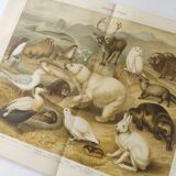 Antique print - Fauna and animals of the Arctic - Original poster from 1909