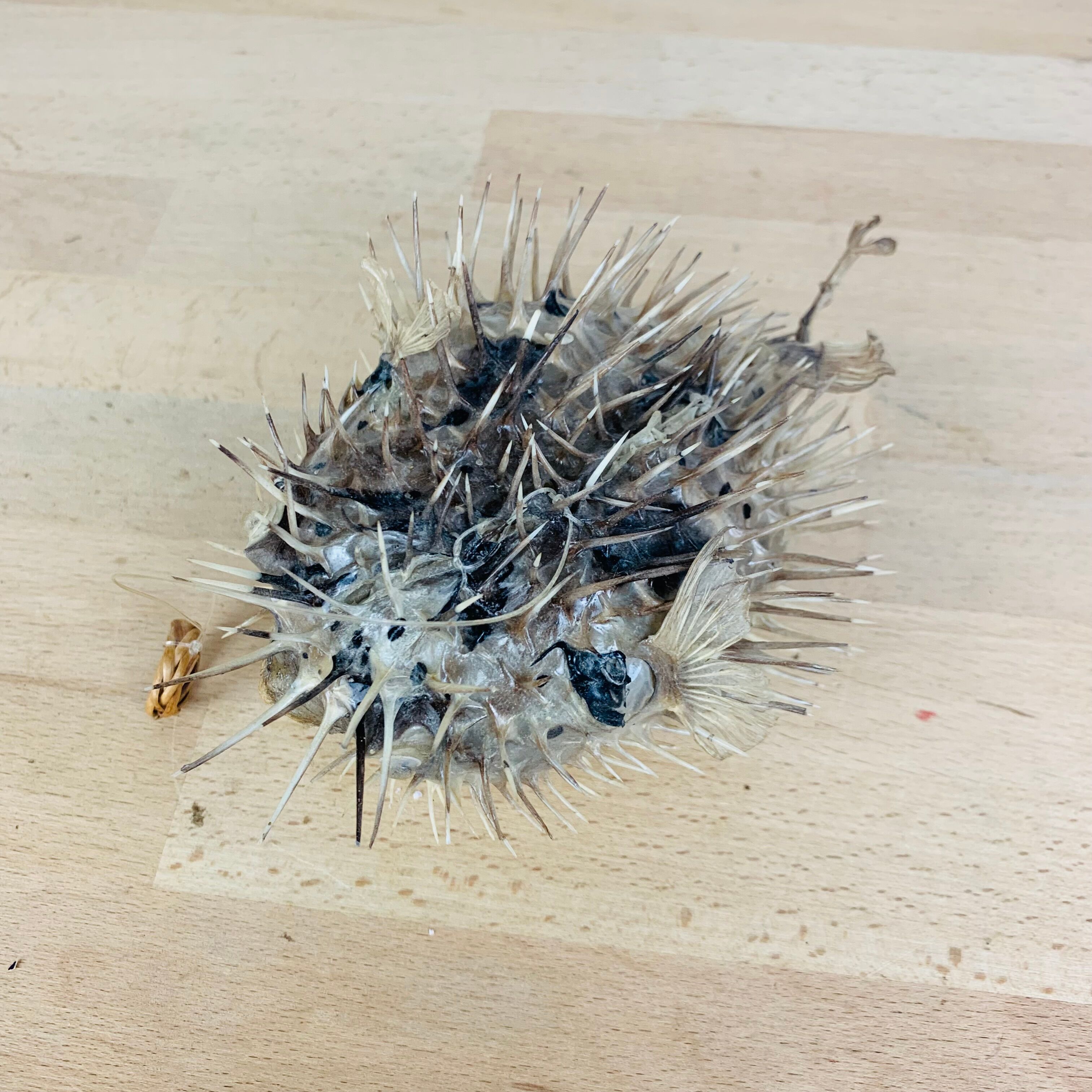 Naturalized diodon puffer fish object of curiosity