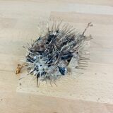 Naturalized diodon puffer fish object of curiosity