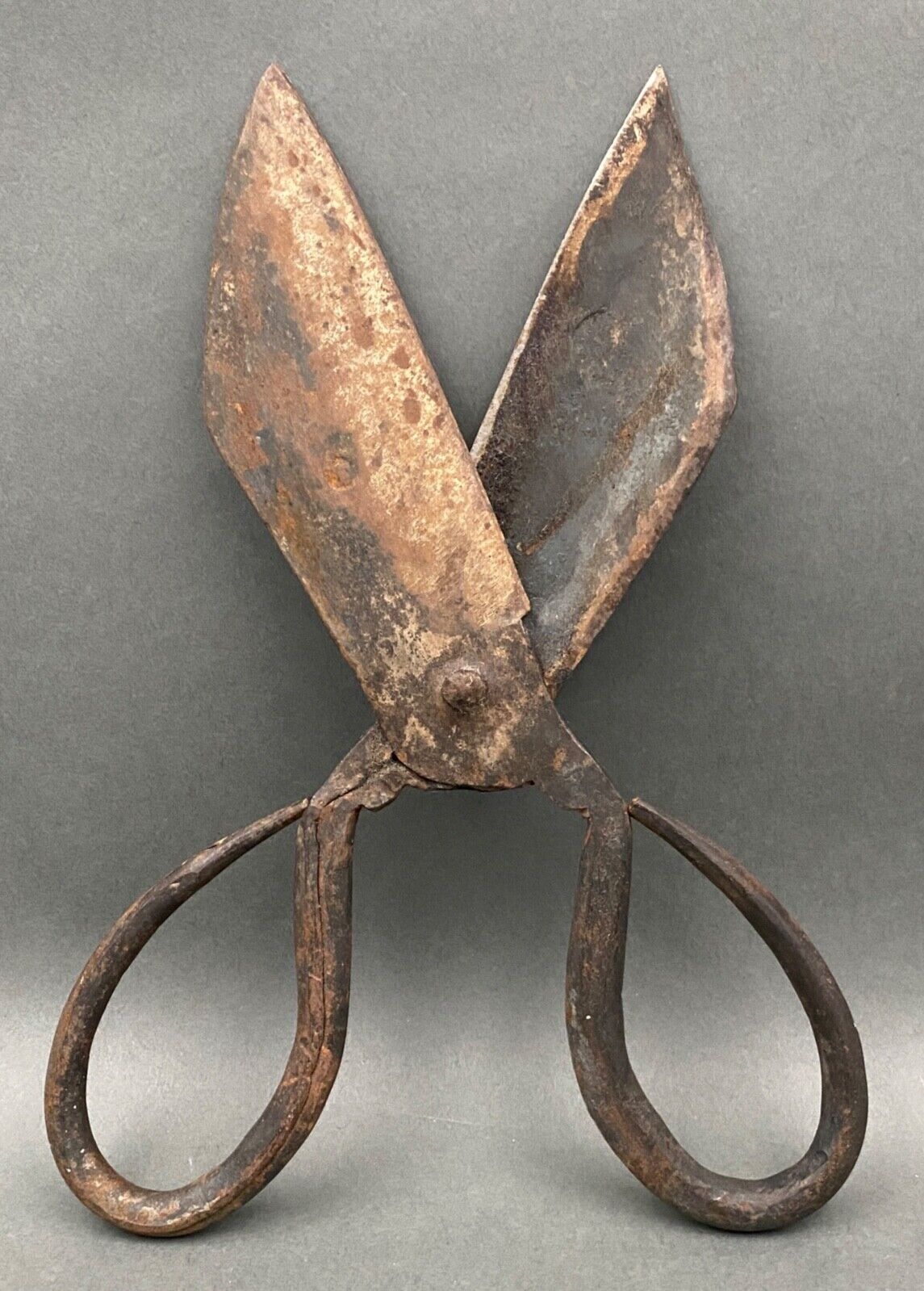 Scissors for shearing sheep