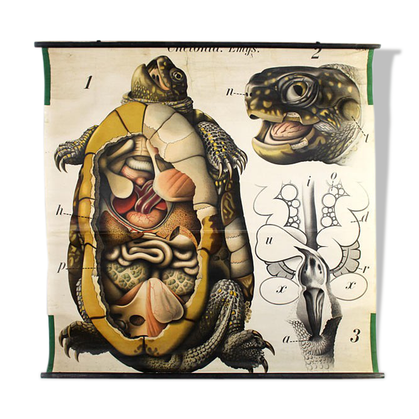 Antique poster from the beginning of the 20th century Paul Pfurtscheller "turtle" 1913