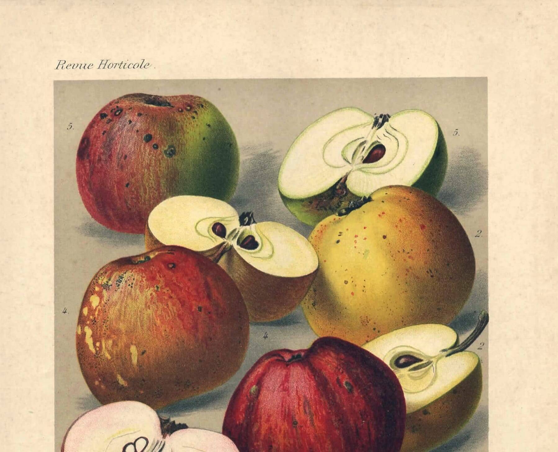 1896 Botanical Print by AL Clement, pina • Cider Apple Varieties • Old Lithograph