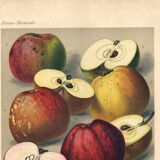 1896 Botanical Print by AL Clement, pina • Cider Apple Varieties • Old Lithograph