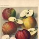 1896 Botanical Print by AL Clement, pina • Cider Apple Varieties • Old Lithograph