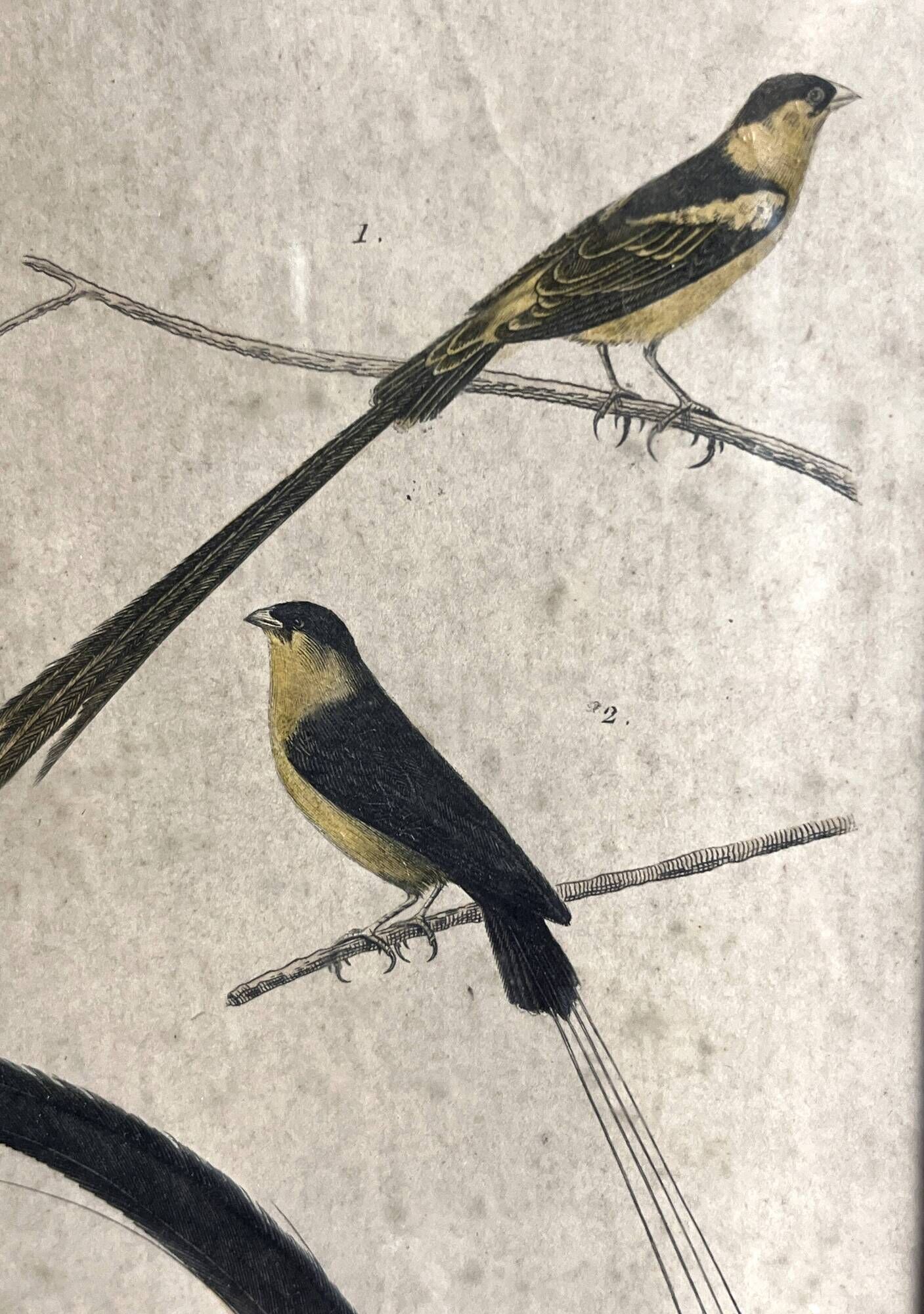 Pair of zoological engravings of birds by Fournier and Perrot, 19th century.