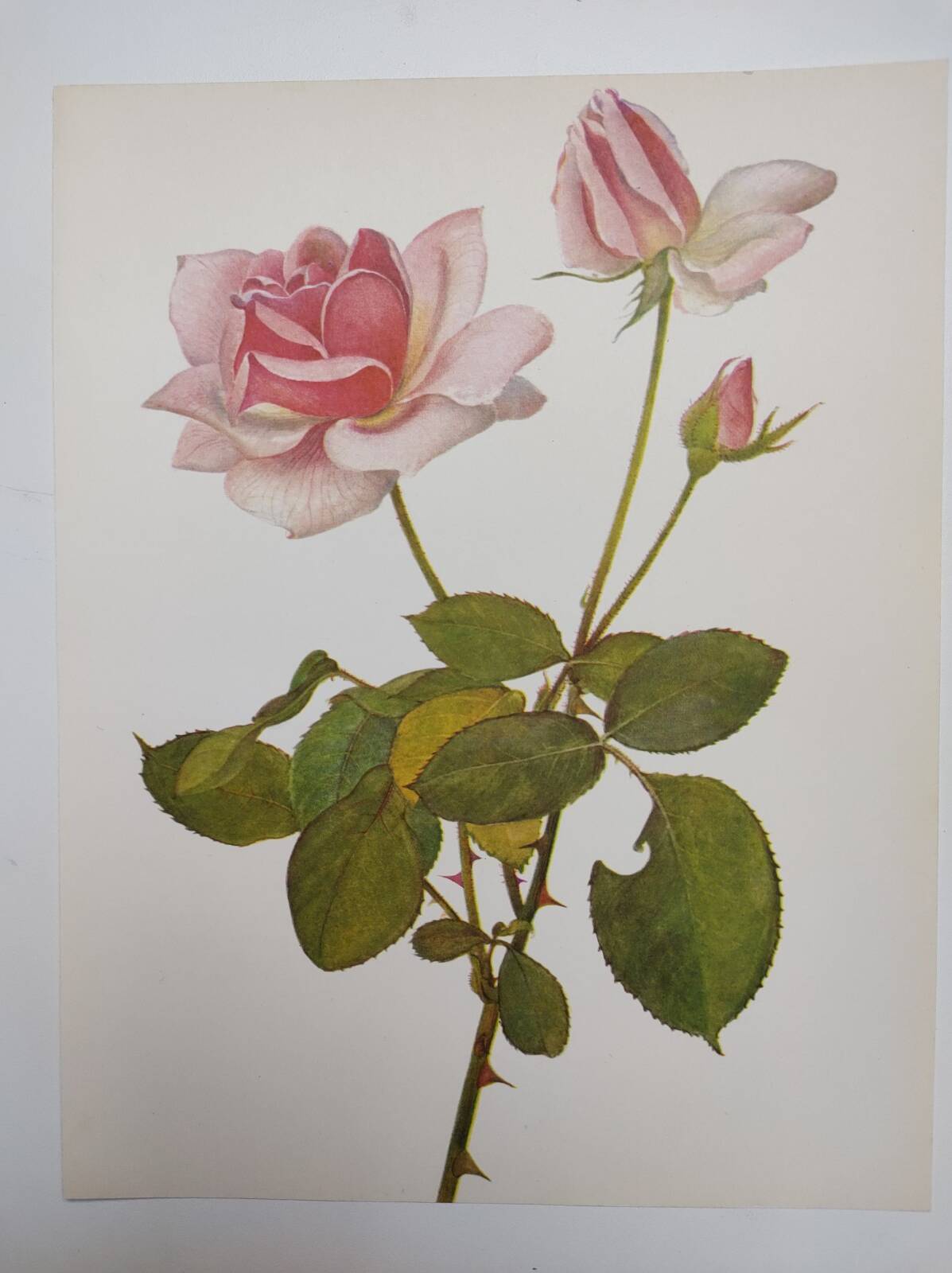 Botanical plate from 1968 Madame Caroline Testout - Vintage flower and rose illustration