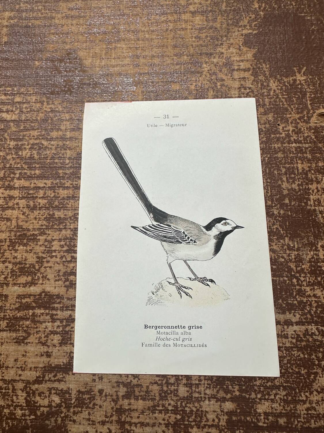 Vintage botanical board bird engraving 19th