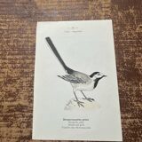 Vintage botanical board bird engraving 19th