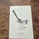 Planche botanique vintage gravure oiseau 19e